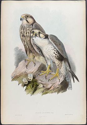Gould, Asia - Jagger Falcon [Falco Jugger]. This remarkable ornithology lithograph with 