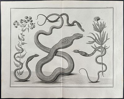 Seba - Snakes, Plants. 89. This artistically composed, scientific folio engraving is from 