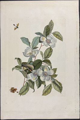 Catesby, Folio - Goldcrest & Ichneumon Wasp with Stewartia. Sup-13. We are pleased to offer this 