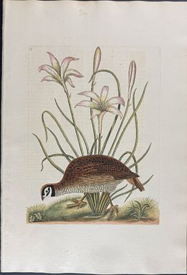 Catesby, Folio - American Partridge with Attamusco Lily. Sup-12. We are pleased to offer this 