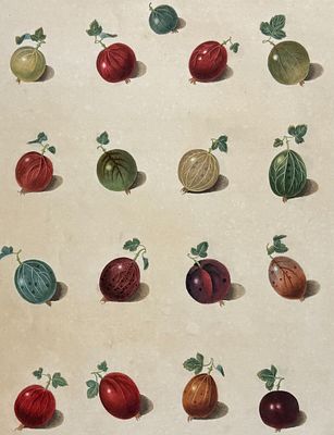 Brookshaw, Folio - Gooseberries. 6. This remarkable, large folio fruit engraving is from George 