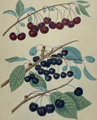 Brookshaw, Folio - Cherries. 13. This remarkable, large folio fruit engraving is from George 