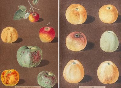Brookshaw, Folio - Pair of Apple Engravings. This remarkable, large folio fruit engraving is 