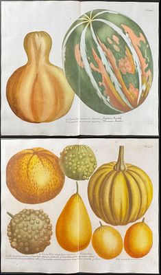Weinmann - 4 Gourd & Pumpkin Engravings. This beautiful botanical mezzotint is from Johann 