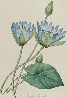 Redoute, Choix, Rare Folio - Water Lily [Nymphaea Caerulea]. This striking originally 