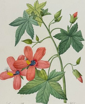Redoute, Choix, Rare Folio - Salmon-red Canary Shrub Mallow [Lavatera Phoenicea]. This striking 