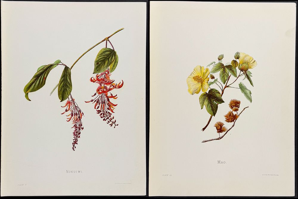 Sinclair - 5 Hawaiian Flowers. This beautiful chromolithograph is from Isabella Sinclair's 