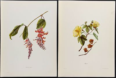 Sinclair - 5 Hawaiian Flowers. This beautiful chromolithograph is from Isabella Sinclair's 