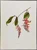 Sinclair - 5 Hawaiian Flowers. This beautiful chromolithograph is from Isabella Sinclair's Image - 1