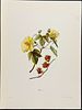 Sinclair - 5 Hawaiian Flowers. This beautiful chromolithograph is from Isabella Sinclair's Image - 2