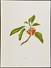 Sinclair - 5 Hawaiian Flowers. This beautiful chromolithograph is from Isabella Sinclair's Image - 3