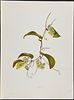 Sinclair - 5 Hawaiian Flowers. This beautiful chromolithograph is from Isabella Sinclair's Image - 4