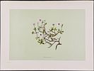 Sinclair - 5 Hawaiian Flowers. This beautiful chromolithograph is from Isabella Sinclair's Image - 5