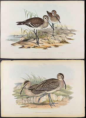 Gould, Australia - 4 Shore or Water Bird Lithographs. Included in this lot: Black-tailed Godwit 