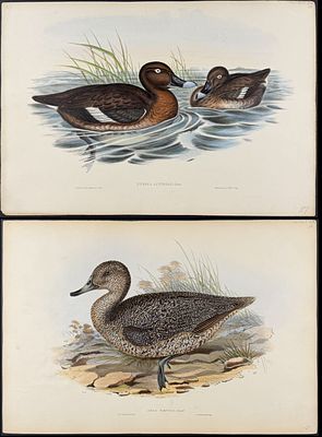 Gould, Australia - Pair of Duck Lithographs. Included in this lot: White-eyed Duck or Hardhead 