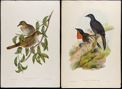 Gould, Australia - 3 Bird Lithographs. Included in this lot: White-eyebrowed Pomatorhinus 