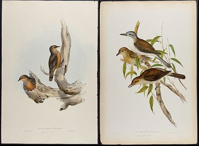 Gould, Australia - 4 Bird Lithographs. Included in this lot: Brown Tree-Creeper [Climacteris 