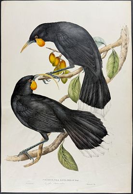 Gould, Australia - Huia (Extinct) [Neomorpha Gouldii]. This hand-colored folio lithograph is 