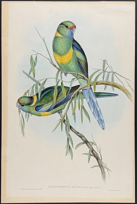 Gould, Australia - Barnard's Parrakeet [Platycercus Barnardi]. This hand-colored folio 