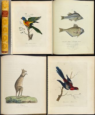 White's Voyage to New South Wales - Volume with 65 Hand-colored Engravings. This first edition 