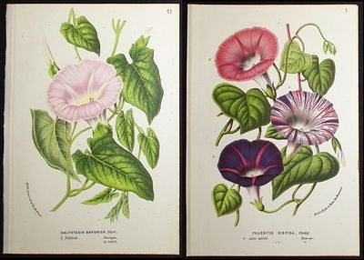 Van Houtte - 5 Flower Prints (Bindweed). This beautiful botanical print comes from Louis Van 