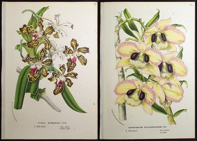 Van Houtte - 4 Orchid Prints. This beautiful botanical print comes from Louis Van Houtte's 