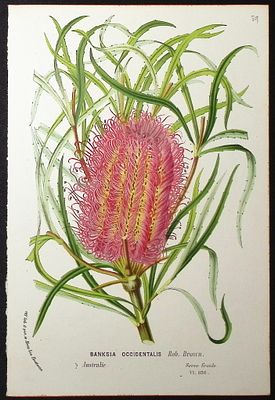 Van Houtte, Australia - Banksia Occidentalis. This beautiful botanical print comes from Louis 