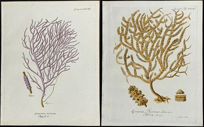 Esper - 6 Engravings of Gorgonia - Sea Fan or Coral or Sea Life. This originally hand-colored 