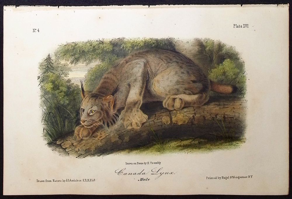 Audubon - Canada Lynx. 16. This octavo lithograph is from John James Audubon's 
The Quadrupeds 