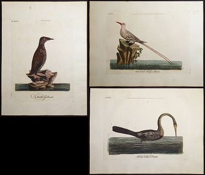 Latham - 5 Bird Engravings. Included in this lot: Marbled Guillemot. 96 Striated Tern. 98 