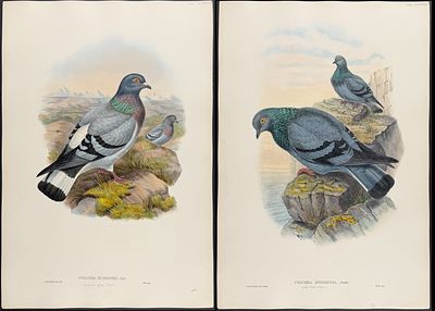 Gould, Asia - 3 Pigeon Lithographs. Included in this lot: Mongolian Rock Pigeon [Columba 