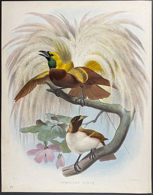 Elliot, Folio - Lesser Bird of Paradise. This stunning folio lithograph is from Daniel Giraud 