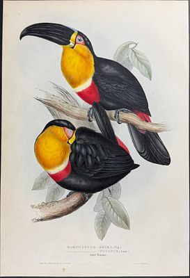 Gould - Ariel Toucan. This exquisite lithograph is from John Gould's A Monograph of the 
