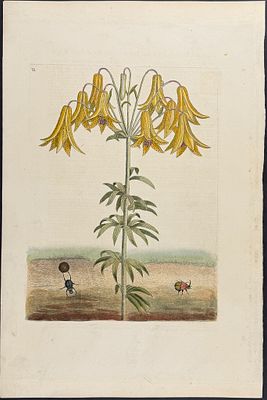 Catesby, Folio - Tumble-Turds (Dung Beetle) with Canada Lily. Sup-11. We are pleased to offer 