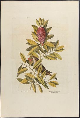 Catesby, Folio - Little Thrush with Dahoon Holly. 1-31. We are pleased to offer this folio 