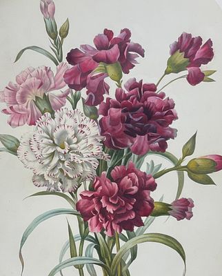 Redoute, Folio - Floral Bouquet - Carnation. This exquisite, exceptionally rare, folio 