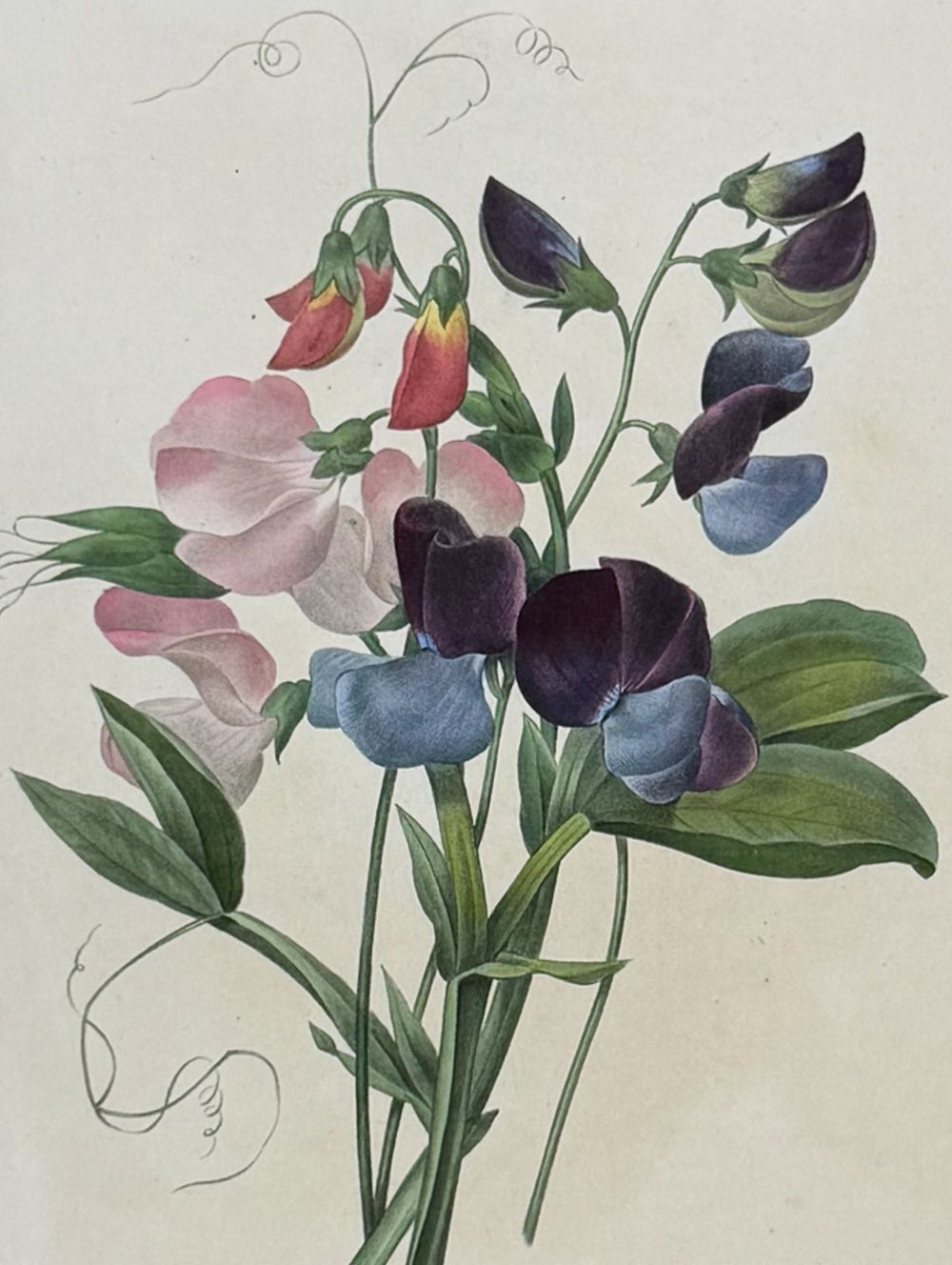 Redoute, Choix, Rare Folio - Sweet Pea Plant (Lathyrus odoratus). This striking originally 