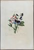 Redoute, Choix, Rare Folio - Sweet Pea Plant (Lathyrus odoratus). This striking originally Image - 1