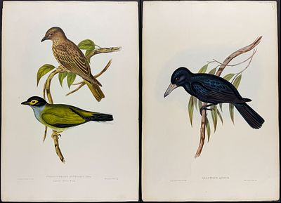 Gould, Australia - Pair of Bird Lithographs. Included in this lot: Australian Sphecotheres 