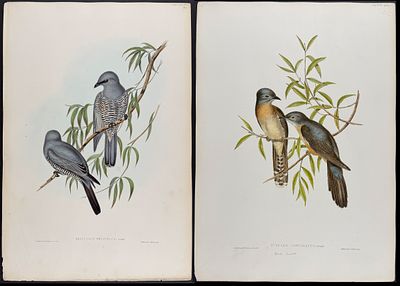 Gould, Australia - 4 Bird Lithographs (Cuckoo, Flycatcher). Included in this lot: Ash-coloured 
