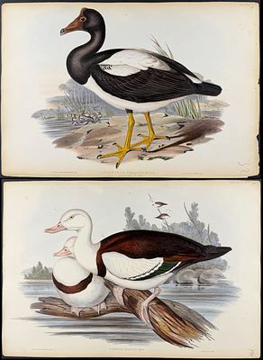 Gould, Australia - Pair of Bird Lithographs (Goose & Shieldrake). Included in this lot: Magpie 
