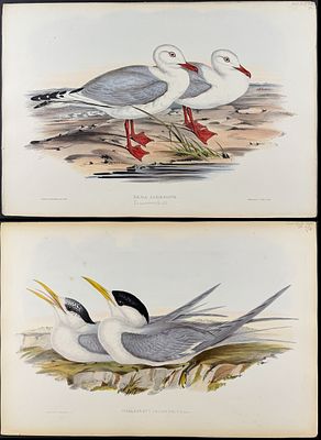 Gould, Australia - Pair of Lithographs (Gull & Tern). Included in this lot: Jameson's Gull [Xema 