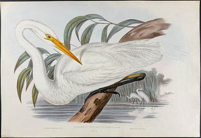 Gould, Australia - Intermediate Egret [Herodias Syrmatophorus]. This hand-colored folio 