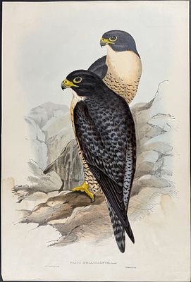 Gould, Australia - Black Cheeked Falcon [Falco Melanogenys]. This hand-colored folio lithograph 