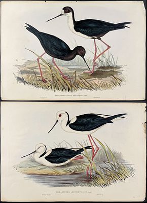 Gould, Australia - 5 Shore Bird Lithographs. Included in this lot: Black Stilt or Kakī 