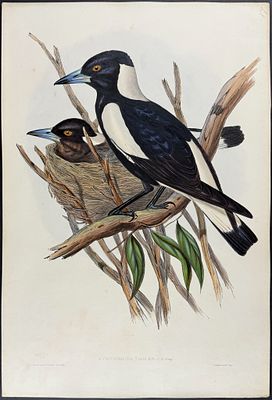 Gould, Australia - Australian Magpie [Gymnorhina Tibicen]. This hand-colored folio lithograph is 