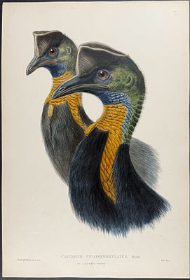 Gould, Australia - Northern Cassowary [Casuarius Uniappendiculatus]. This hand-colored folio 