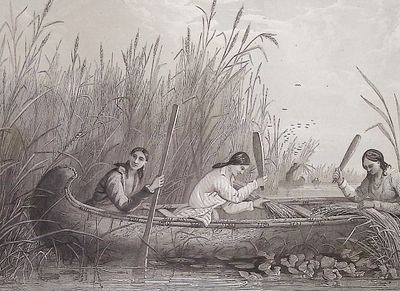 Eastman - Gathering Wild Rice. This historic engraving is from Mary Henderson Eastman's The 