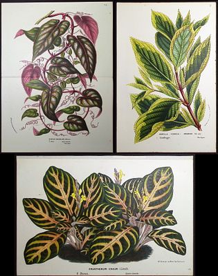 Van Houtte - 6 Leafy Plant Prints. This beautiful botanical print comes from Louis Van Houtte's 