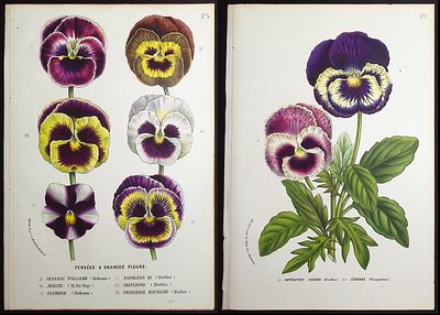 Van Houtte - Pair of Pansy Prints. This beautiful botanical print comes from Louis Van Houtte's 